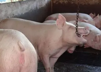 Produtores usam brinquedos para garantir bem-estar aos suínos nas granjas.