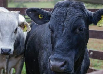 Proposta busca criar sistema de rastreabilidade de bovinos e bubalinos no Brasil.