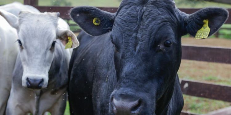 Proposta busca criar sistema de rastreabilidade de bovinos e bubalinos no Brasil.