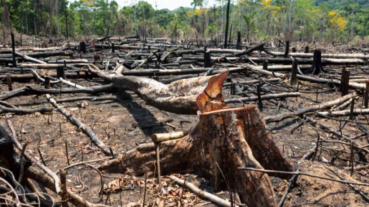 Proposta no primeiro ano de governo é diminuir a taxa de desmatamento.