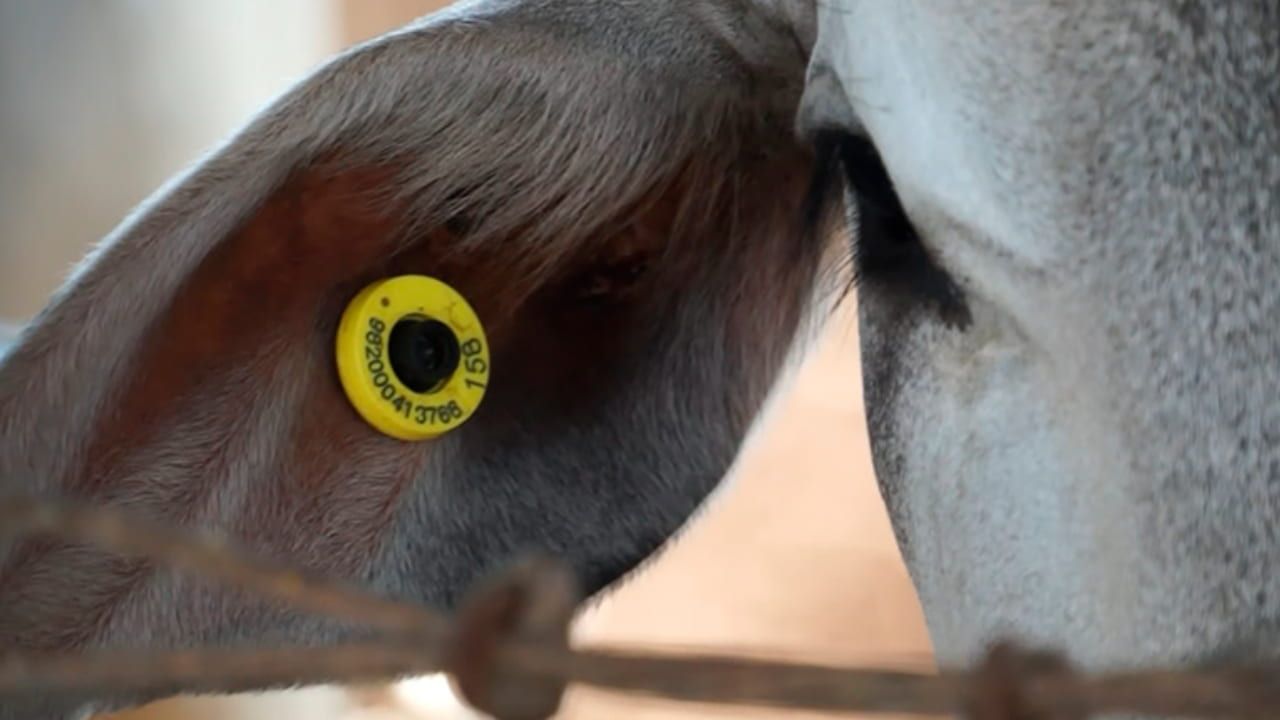 A rastreabilidade identifica a origem do animal e o seu trajeto do nascimento até o abate.