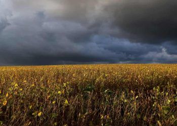 Risco de tempestades no fim de semana pode impactar colheita da soja, em Goiás.