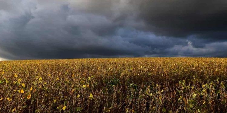 Risco de tempestades no fim de semana pode impactar colheita da soja, em Goiás.