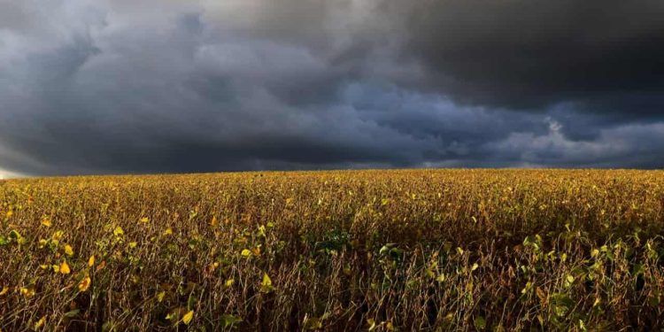 Risco de tempestades no fim de semana pode impactar colheita da soja, em Goiás.