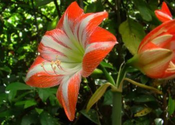 Saiba como cultivar plantas nativas do Cerrado em vasos no quintal de casa.