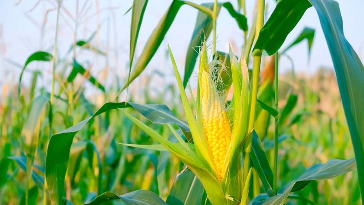 Sementes inoculadas com a bactéria Azospirillum brasilense pode reduzir adubação nitrogenada