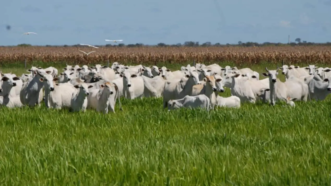 Sistema Integração Lavoura-Pecuária une produção de soja e de carne.