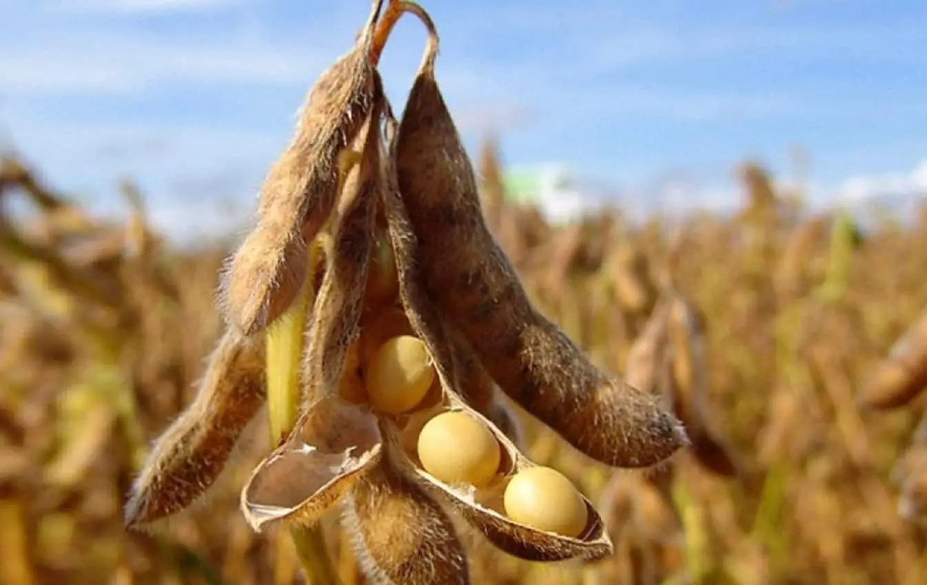 Soja é o principal produto agrícola do Brasil.