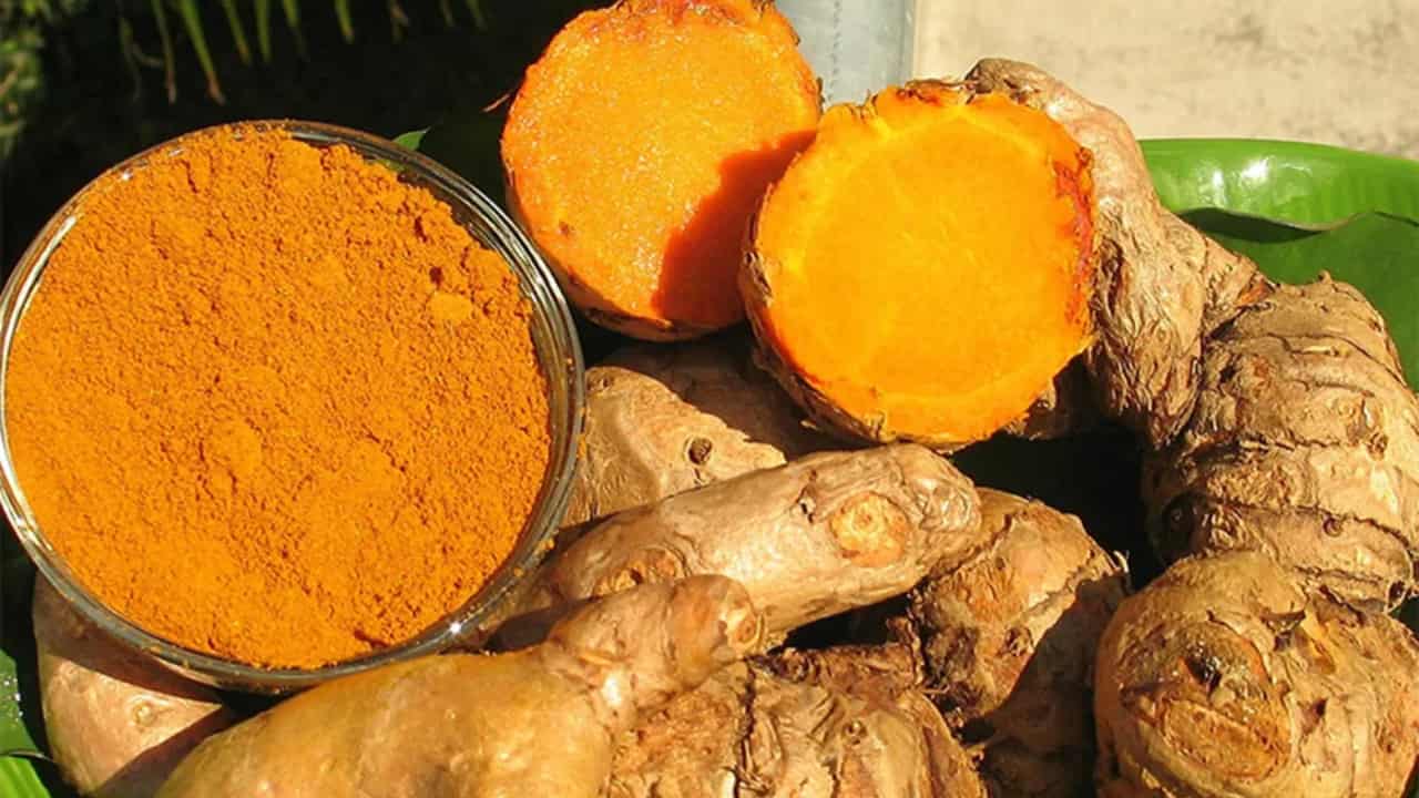 Como plantar açafrão: aprenda do cultivo até a produção do tempero famoso 3 Tempero é usado nas mais variadas receitas, além de ter propriedades medicinais.
