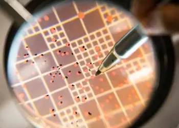 Uso dos bioinsumos reduz custos e aumenta produção de milho e pastagens