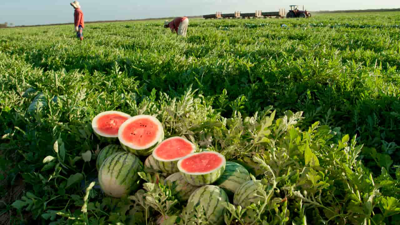 Volume de chuva no Nordeste danificou produção de frutas de exportação.