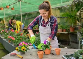 flores fáceis de cultivar