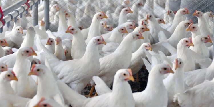 gripe aviária