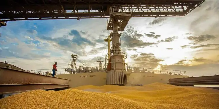 Brasil pode se tornar o maior exportador mundial de milho nesta safra 2022/23 1 Brasil pode se tornar o maior exportador mundial de milho nesta safra 2022/23.