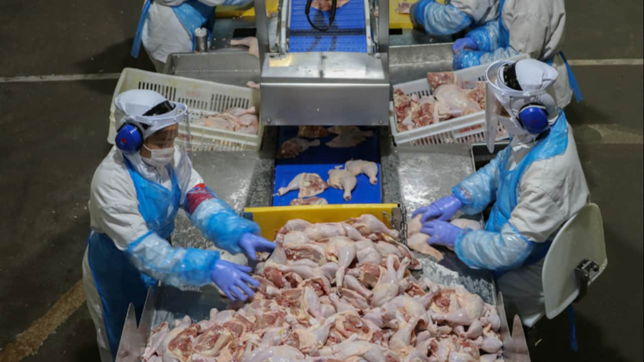 China é o principal destino da carne de frango brasileira.