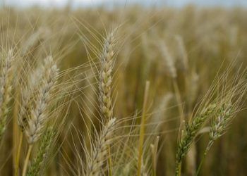 Conselho deve decidir sobre plantio de trigo transgênico até 5 de abril.