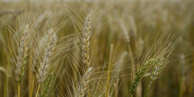 Conselho deve decidir sobre plantio de trigo transgênico até 5 de abril.