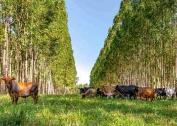 Dia de Campo gratuito sobre ILPF acontece na quinta (23), em Ipameri-GO.