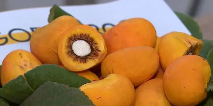 Emater deve desenvolver novas variedades de pequi em Porangatu 1 variedades de pequi