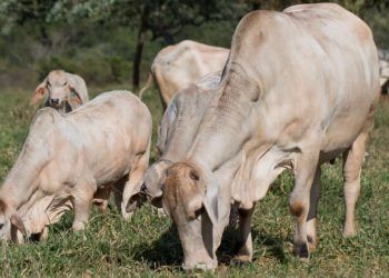 sistema de identificação animal