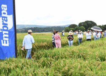 produção de arroz