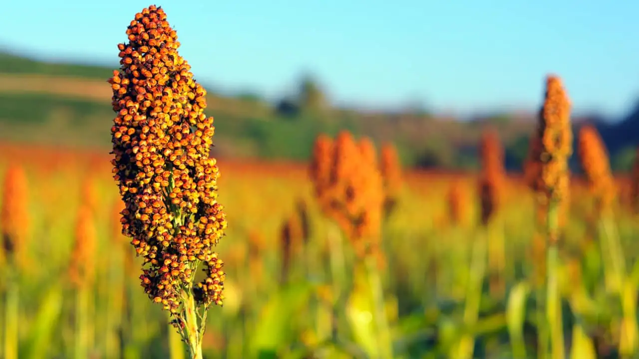 Goiás produz mais de um terço do volume de sorgo cultivado no Brasil.