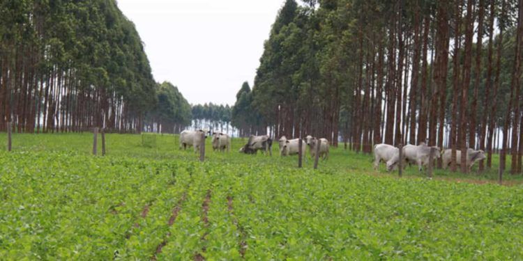 ILPF: sistema de integração torna agropecuária mais sustentável e lucrativa.