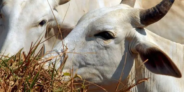 Mais 4 frigoríficos brasileiros são habilitados a exportar carne para a China 1 carne para a China