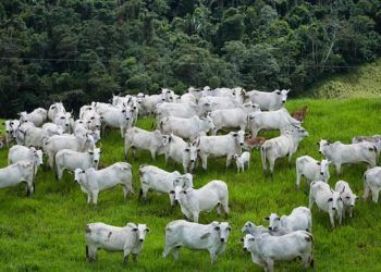 Mapa confirma que caso de mal da vaca louca é atípico.