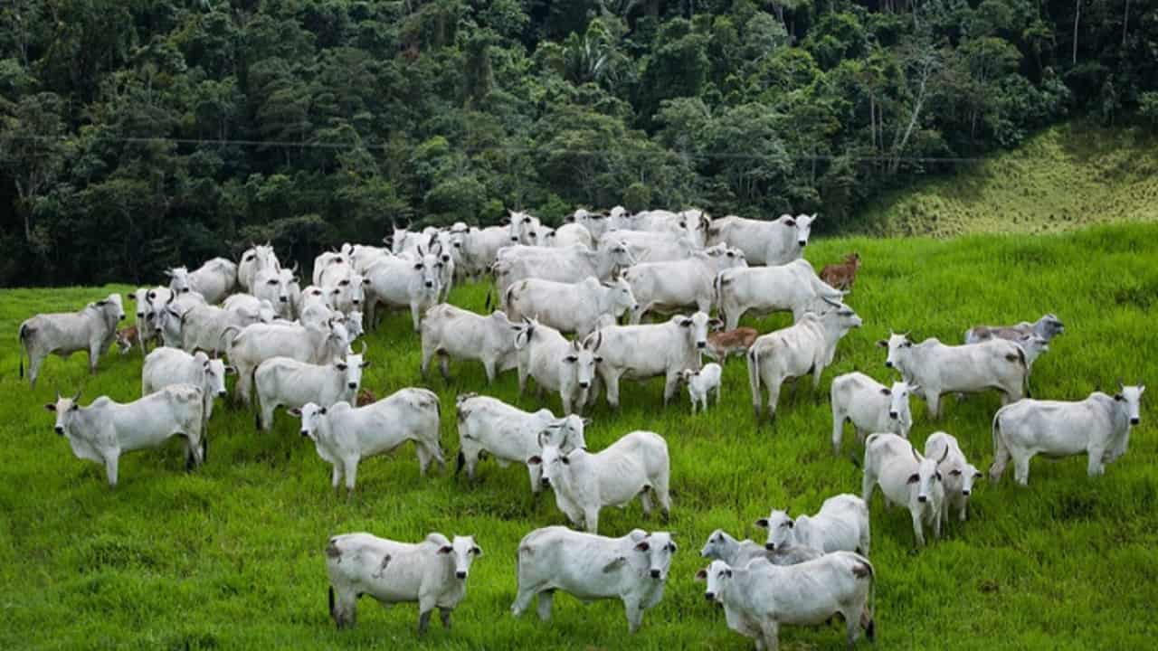 Suspeita de vaca louca em Minas afeta mercado da carne no país : r/brasil