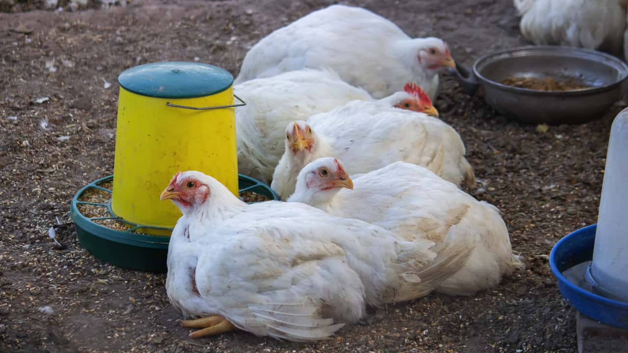 Mapa suspende feiras de aves para evitar gripe aviaria