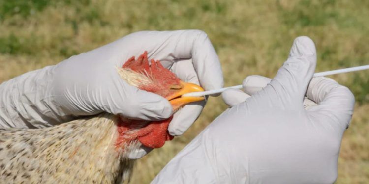 Mato Grosso do Sul reforça medidas sanitárias contra gripe aviária.