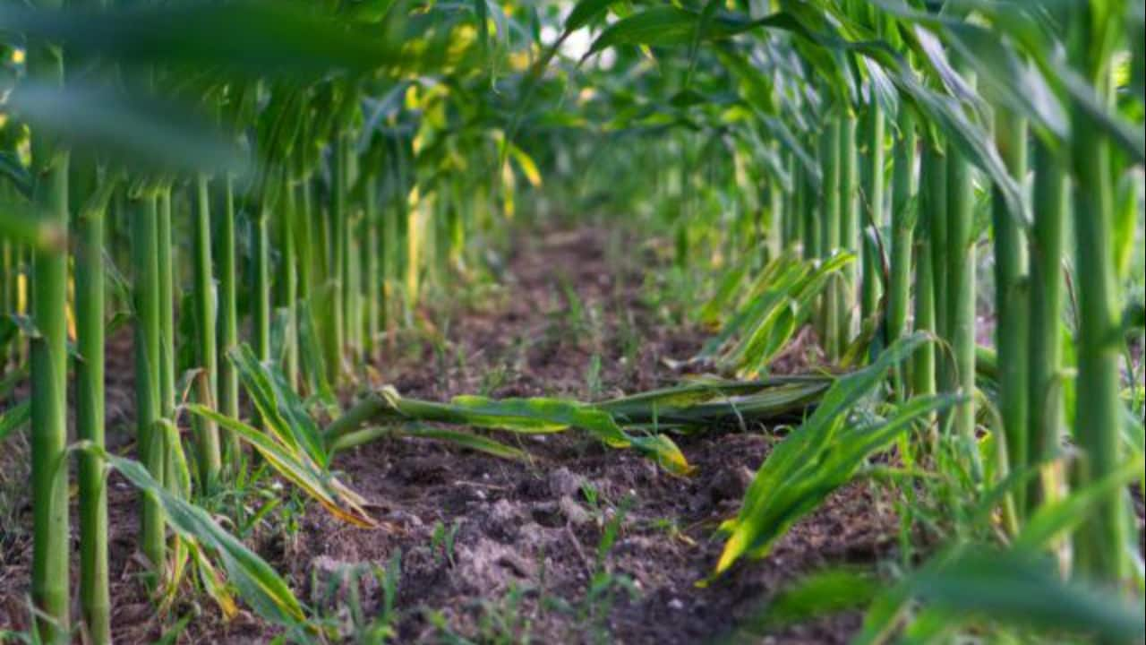 Mato Grosso e Goiás devem ter condições climáticas favoráveis para o cultivo de segunda safra.