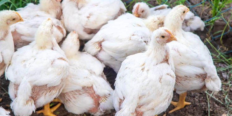 Mapa suspende feiras de aves no Brasil para evitar gripe aviária