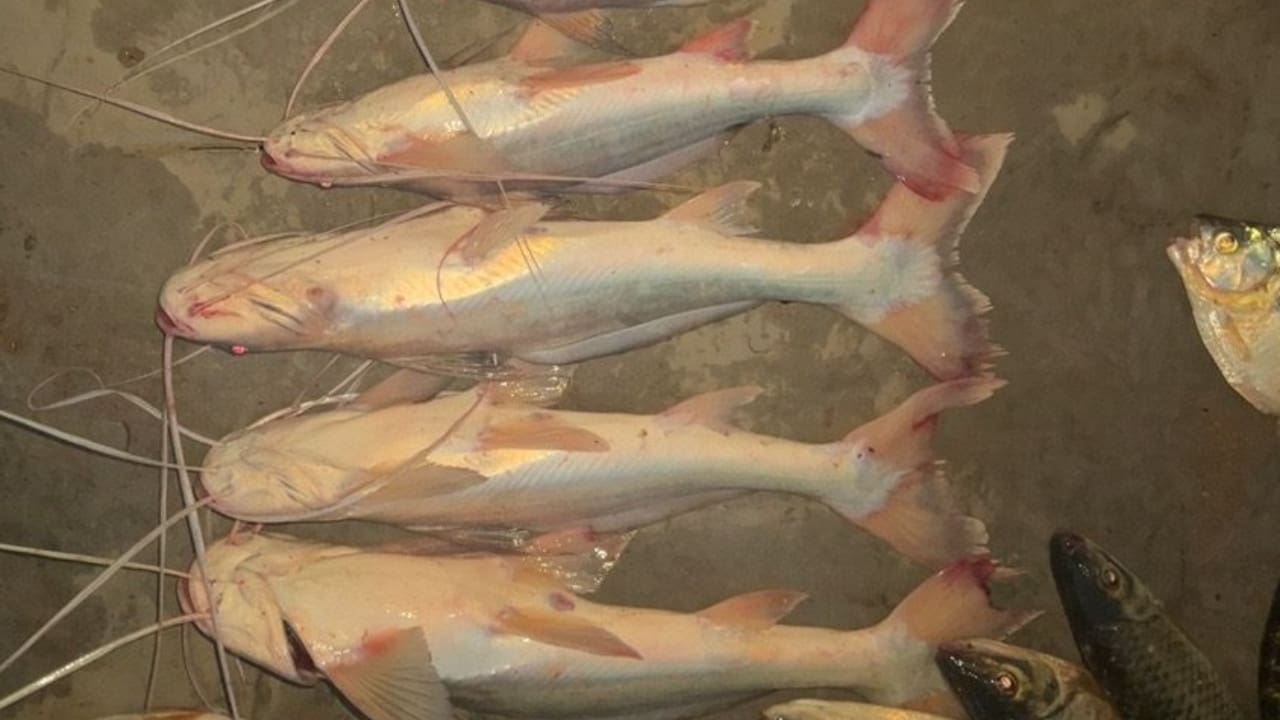 Semad autuou 32 infratores por caça ou pesca ilegal durante a Piracema.