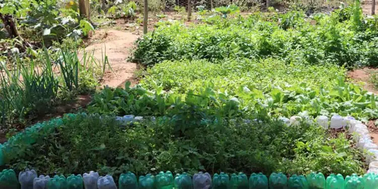 Sisteminha ganha versão com foco em renda para comunidades e combate a fome 1 combate a fome