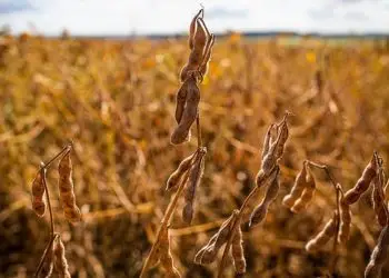 Tecnoshow 2023: cultivar de soja resistente à ferrugem é lançada pela Embrapa.