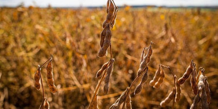 Tecnoshow 2023: cultivar de soja resistente à ferrugem é lançada pela Embrapa.
