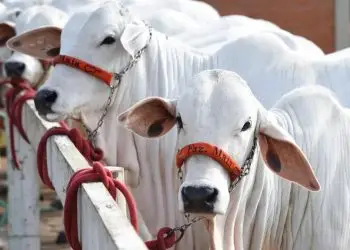 Tecnoshow 2023: feira terá exposição com cerca de mil animais, em Goiás.