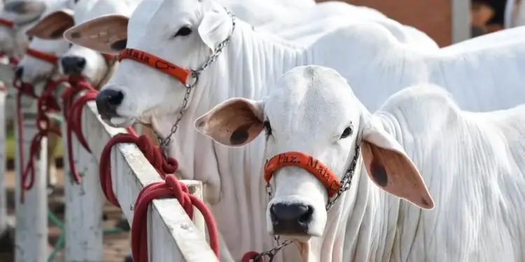Tecnoshow 2023: feira terá exposição com cerca de mil animais, em Goiás 1 Tecnoshow 2023: feira terá exposição com cerca de mil animais, em Goiás.