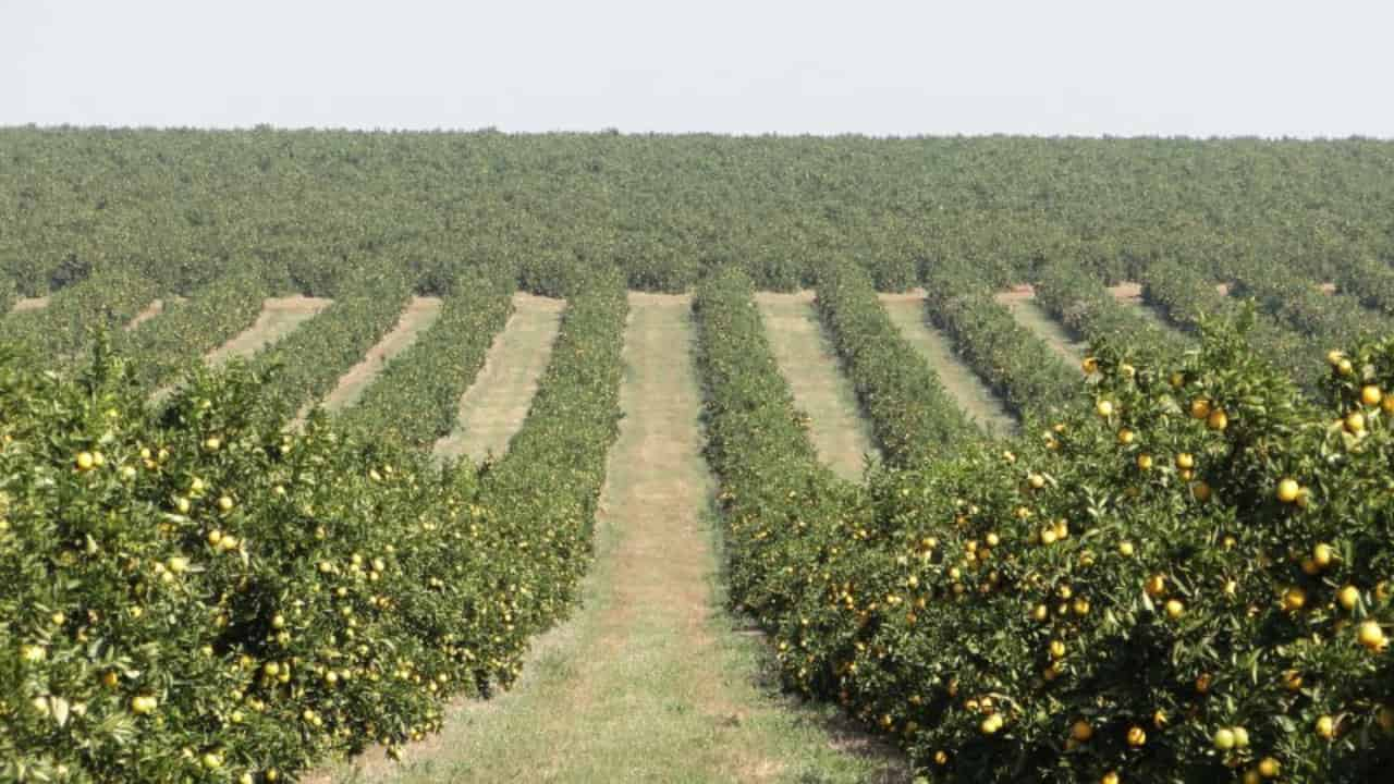 A praga prejudica a qualidade dos frutos, reduzindo valor comercial no mercado.