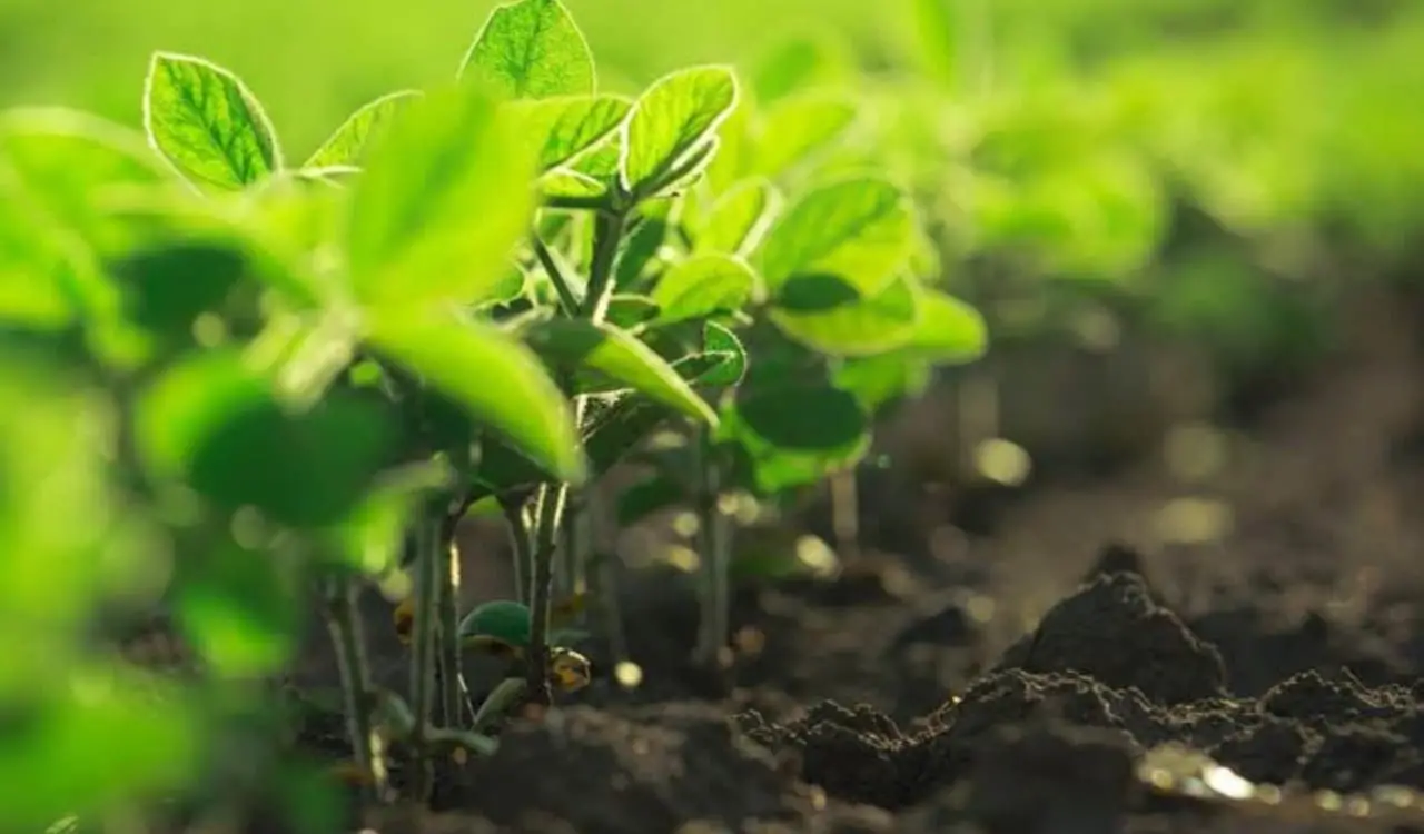 A técnica agrícola busca reabilitar o solo e mantê-lo produtivo por mais tempo para evitar a expansão de novas áreas.
