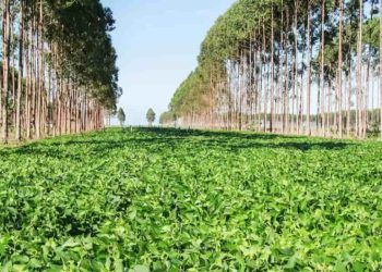 Agricultura Regenerativa: produção de alimentos com mínimo impacto ambiental.