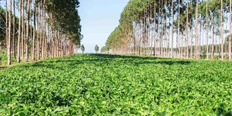Agricultura Regenerativa: produção de alimentos com mínimo impacto ambiental.