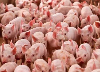 Baixa oferta de suínos provoca alta de 10,7% no preço pago ao produtor em fevereiro.