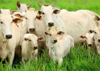 Bem-estar animal ligado à produtividade é tema de palestra na Tecnoshow 2023.