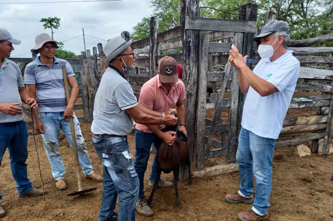 Embrapa impulsiona caprinocultura e ovinocultura com inovações no semiárido 3 semiárido