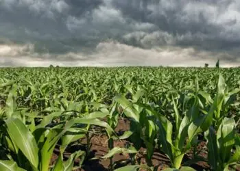 Chuvas acima da média são previstas para o Centro-Oeste neste trimestre.