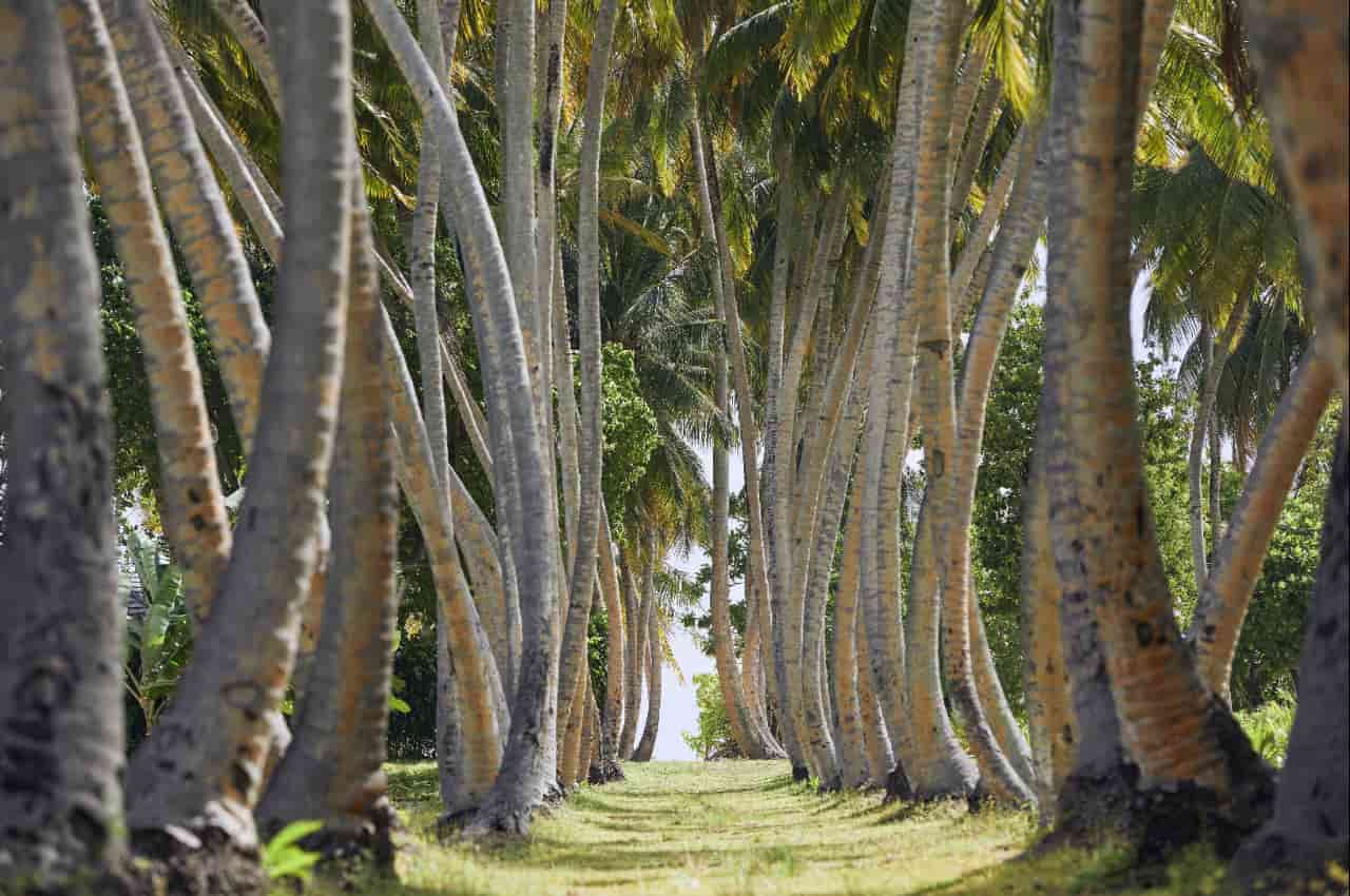 Cobertura morta de folhas secas é benéfica para cocoicultura, diz Embrapa 3 folhas secas