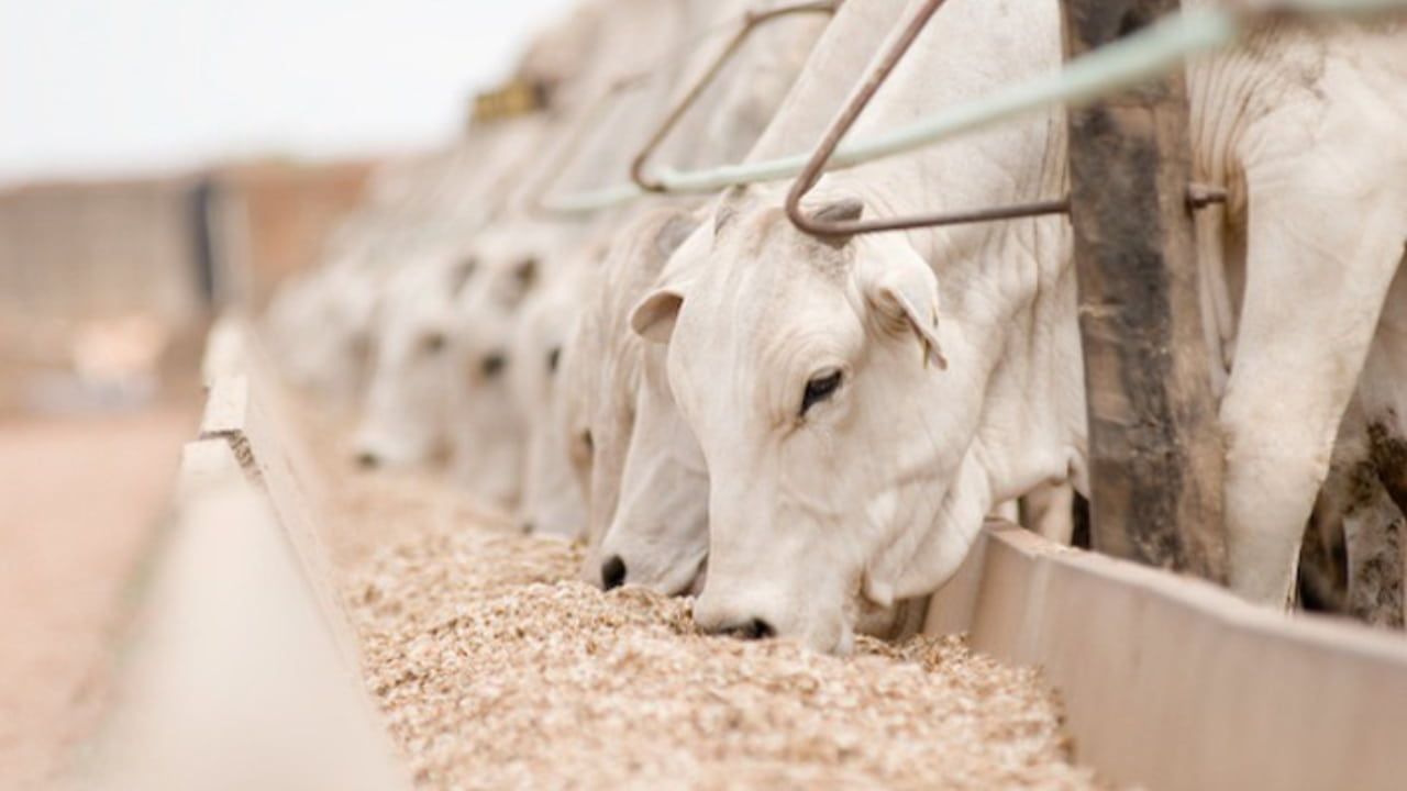 Condições climáticas das pastagens, manejo, nutrição animal e como prevenir e controlar doenças em bovinos serão temas abordados. 